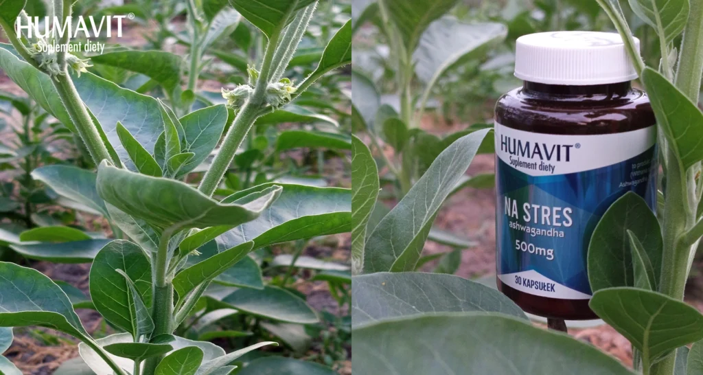 ashwagandha co daje 2